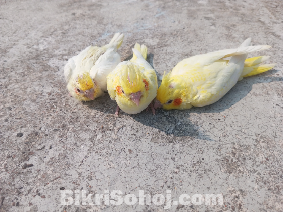 কোকাটেল পাখির বাচ্চা